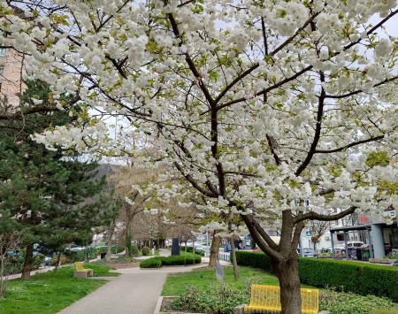 Cvetoča bela češnja v parku dr. Janeza Drnovška